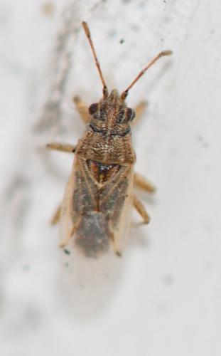Nysius sp.